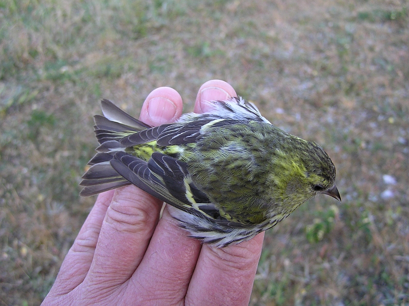 Eurasian Siskin, Sundre 20080607